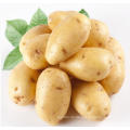 Frische Kartoffel / Goldener Lieferant
